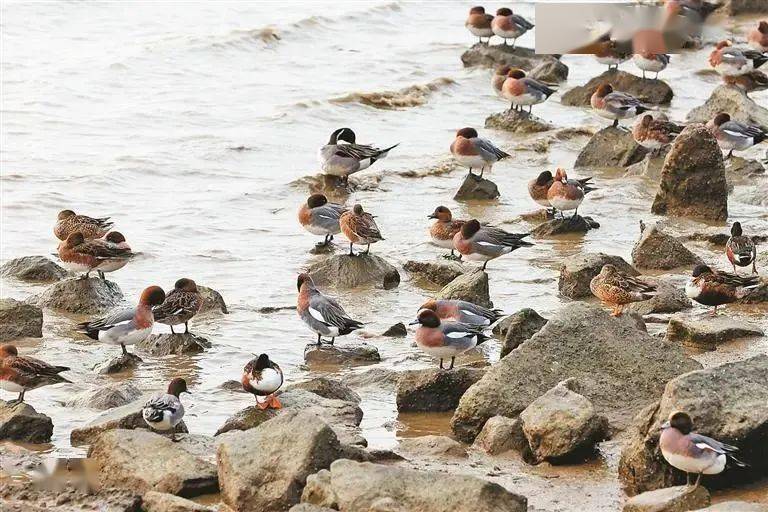 “護鳥心切”超暖心！深圳各大海濱公園為候鳥關(guān)燈引網(wǎng)友點贊（圖說：越冬的候鳥在深圳灣公園棲息）.jpeg